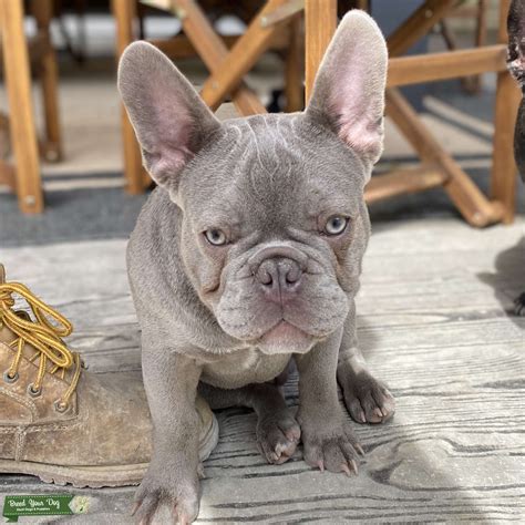 Quad Carrier French Bulldog Puppies For Sale