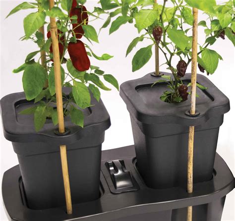 Quadgrow Tomato Planters Greenhouse Sensation