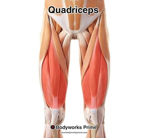 Quadriceps