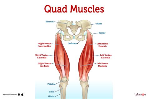 Quads muscle