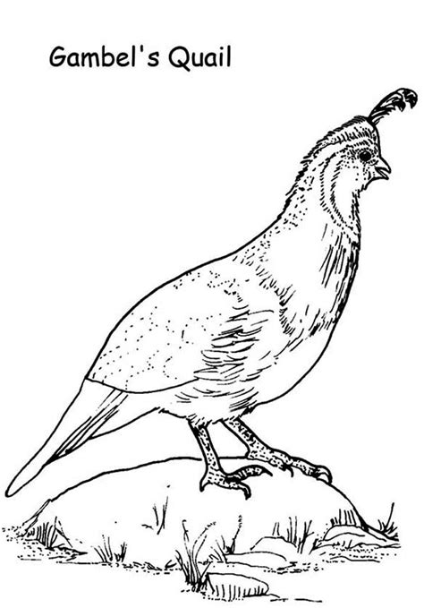 Quail Image Coloring Page Color Luna