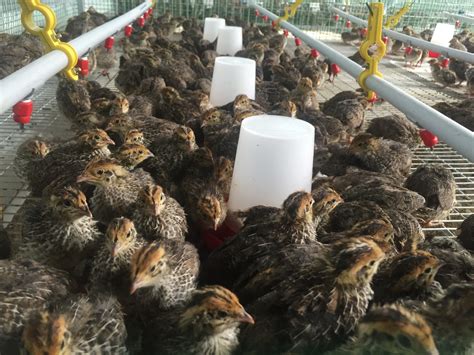 Quail farming. Established in 2015 Forsythe Farms LLC is the largest urban micro quail farm in Southern, California.Our farm uses organic, regenerative, and permaculture techniques, which we believe these methods give our small land the best opportunity for our covey to produce the most delicious and stout eggs for consumption and … 