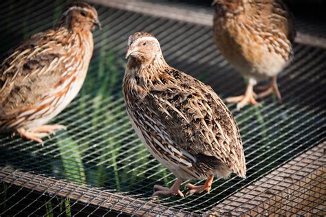 Quail for sale. Live quail shipped via USPS Express Priority Mail. We guarantee live delivery and send detailed care instructions with each order. 