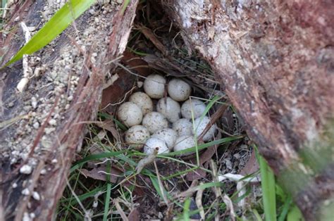 Quail nest. King Quail usually nest in grasslands and swampy locations. The male selects the site. The nest is a depression lined with dry grass, casurina needles or dry sedge. There may be a hood over the nest. The nest is built by the female, but the male may help collect material. 