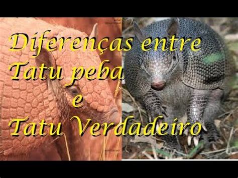 Qual a diferenca do tatu peba para o tatu-galinha?