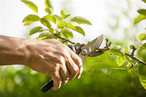 Quality Garden Pruning & Trimming Experts in Maitland NSW