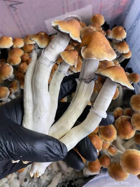 Spore syringe solution can last up to 12 months and should be refrigerated until time of use, and shaken well before use. Mushroom spore syringes are the most .... 