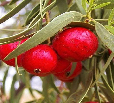 Quandong Powder - Native Australian Foods and Botanicals