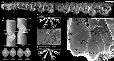 Quantitative analysis of dental microwear in hadrosaurid ... - PNAS