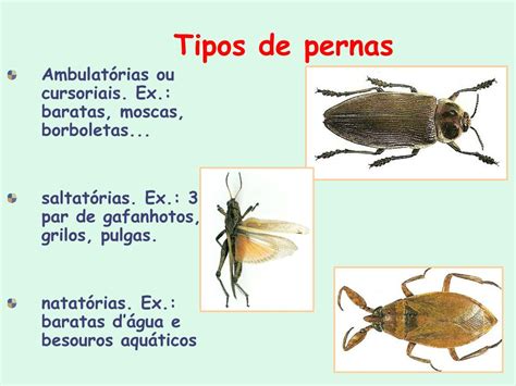 Quantos patas tem barata? - TodasAsRespostas.pt