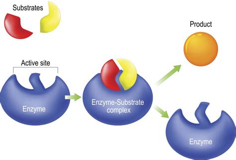 Quantum Chemical Modeling of Enzymatic Methyl Transfer …