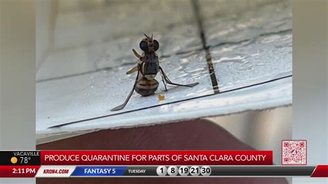 Quarantine in effect for portions of Santa Clara County due to oriental fruit flies