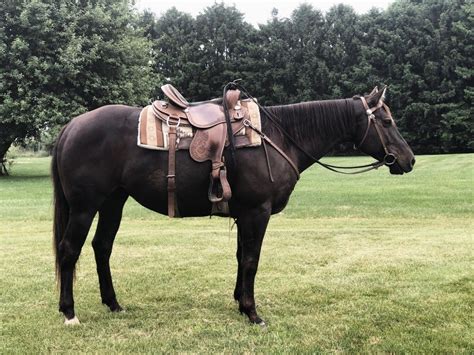 Color. Bay Overo. Height (hh) 15.1. Patches is a 9 yr old paint gelding, standing at 15.1hh. He is very broke, quiet, and gentle! Patches has the sweetest personality, and is the best babysitter…. View Details. $12,000.