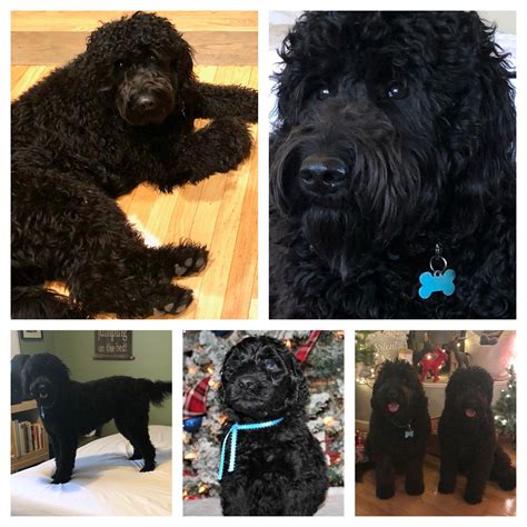 At Barnyard Berners we provide families with loyal and loving Bernese Mountain Dogs, Bernedoodles, and now Aussie Mountain Doodles.. 