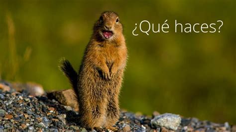 Que haces in english. Things To Know About Que haces in english. 