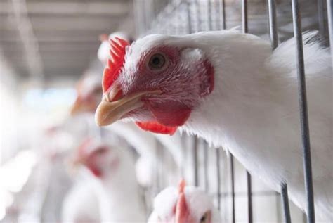 Quebec avian flu cases higher than expected as bird deaths near 1 million: expert