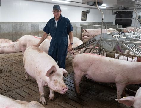 Quebec pork farmers reeling as a ‘perfect storm’ creates economic crisis