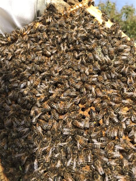 Queen 🐝🐝🐝#bees#beekeeping#beekeeper - YouTube