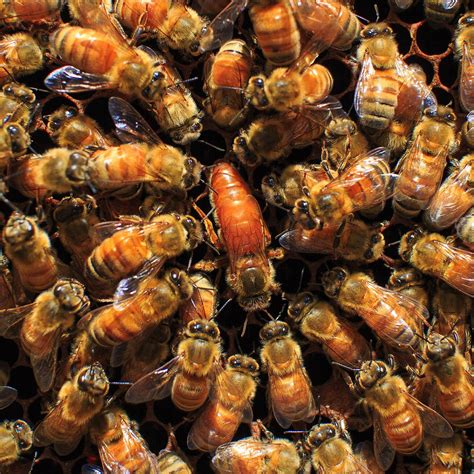 Queen Bee Leaks [SEX VIDEO] 💦