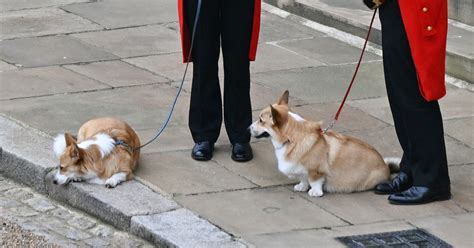 Queen Elizabeth s Corgis Appeared During Her Funeral Procession