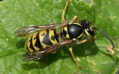 Queen Wasps Facts and Identification Fantastic Pest Control