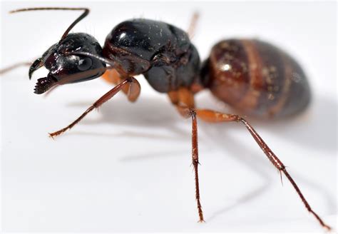 Queen carpenter ant. Carpenter ants are comparatively larger in size than normal ants. Adult carpenter ants have a varying length range. Worker ants are about 1⁄4 to ⅝ inch, and winged kings and queens are up to ... 