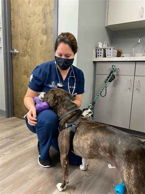 Queen city animal hospital. Queen Village Animal Hospital, Camden, New York. 246 likes · 4 talking about this · 21 were here. Queen Village Animal Hospital is a veterinary facility based in Camden, NY where your pet's health is... 