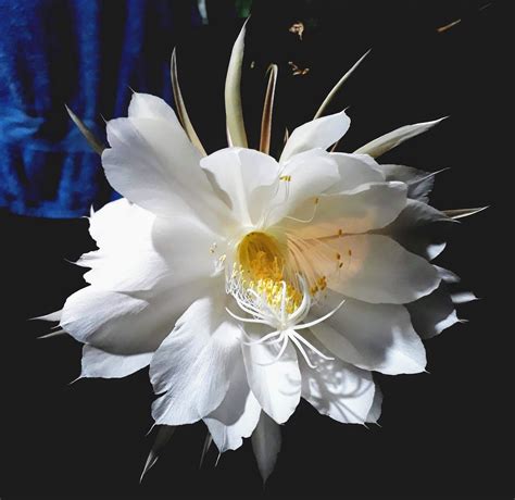 Queen of the night blossom. Epiphyllum oxypetalum, the Dutchman's pipe cactus, princess of the night or queen of the night, is a species of cactus. It blooms nocturnally, and its flowers wilt before dawn. 