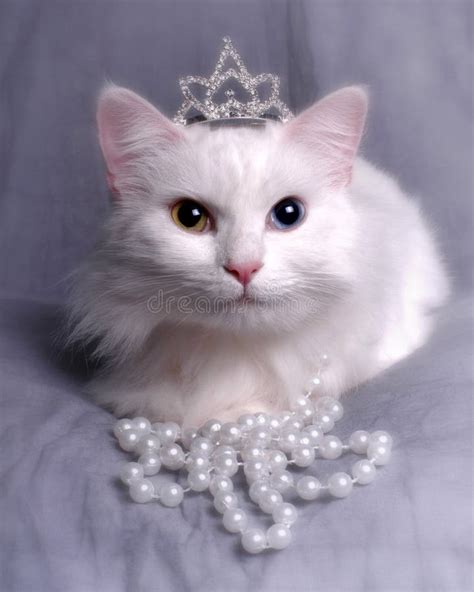 Queen_Kitty Onlyfans Leaked +18 15 Pics