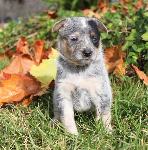Queensland Heeler puppies. 8 weeks xld 4 males x female ready fxr new hxmes they are great with animals and kids they have their first set xf shxts x x x x x x x x x x. Seller allisonshanko. Ad ID 315910. Published 30+ days ago. Pet Puppies. Breed Queensland Heeler Breed Info.. 