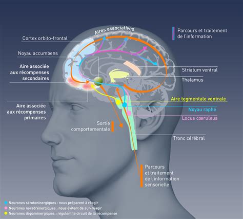 th?q=Quel+est+l’effet+de+la+doxylamine+sur+le+cerveau+