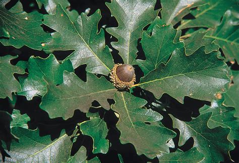 Quercus macrocarpa.  It grows on various soils and climates across the Eastern Unit...