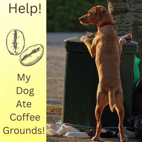 Question: What happens if my dog eats coffee grounds?