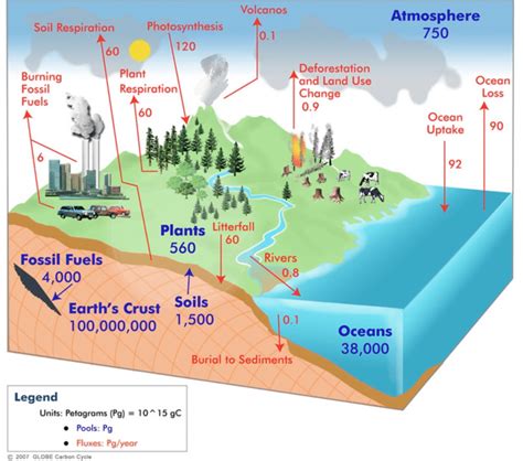 Question: Where Is The Largest Carbon Pool Found?