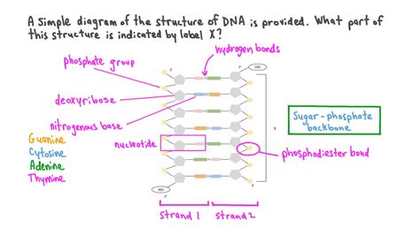 Question Video Identifying the Components of DNA Nagwa