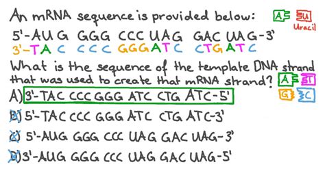 Question Video Identifying the DNA Template Which Turns into a