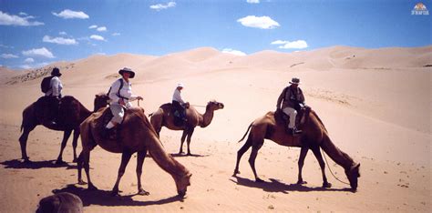 Question and Answer: How camel ranchers in Inner Mongolia protect their lifestyle