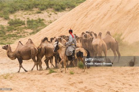 Question and Answer: How herdsmen of camels in Inner Mongolian territory protect their way of life