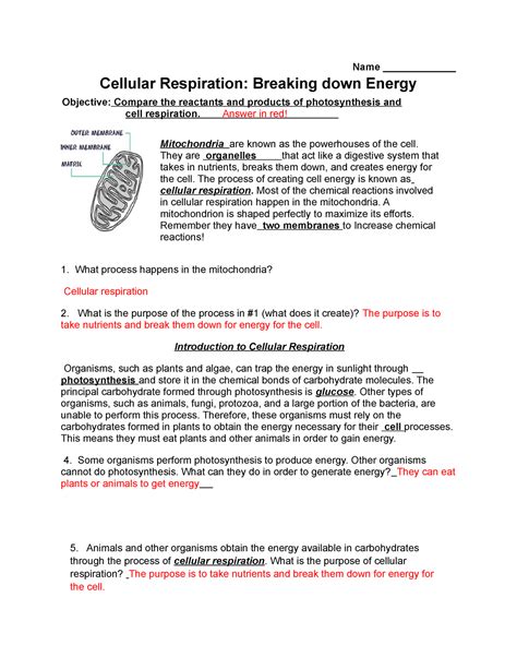 Questions About Cellular Energy