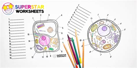 Questions And Answers On Labeled/Unlebled Diagrams Of A Human Cell