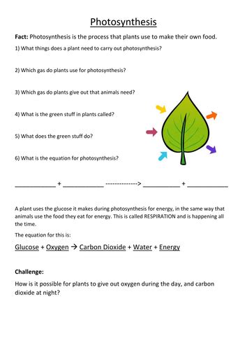 Questions On Photosynthesis For Grade 4