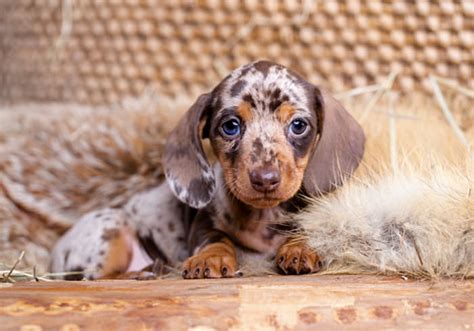 Questions To Ask When Buying A Dachshund Puppy