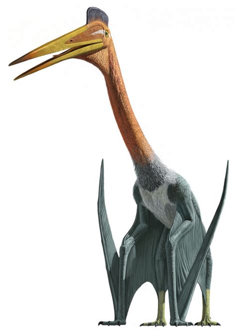 Aug 18, 2021 · Quetzalcoatlus 5e d&d Dinosaur A quetzalcoatlus 5e was an enormous flying dinosaur. (Huge beast pterosaur, unaligned) Relatives of pteranodons, quetzalcoatluses were massive flying animals with wingspans that often exceeded 30 ft (9.1 m). When on the ground, they moved about in a quadruped posture. They spent most maximum of their time on the air. . 