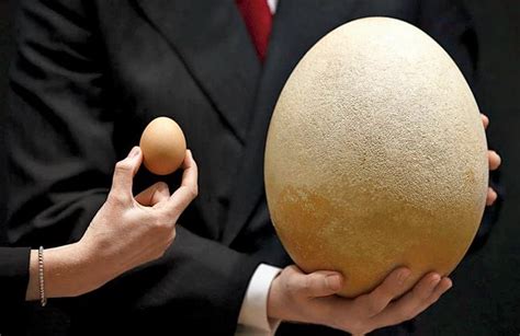 Quick Answer: What Animal Has The Largest Egg?