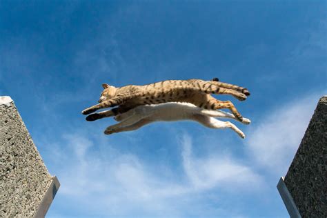 Quick Answer: Which big cat can jump the highest?