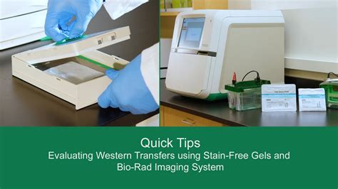 Quick Tips: Evaluating Western Transfers using Stain-Free Gels and …