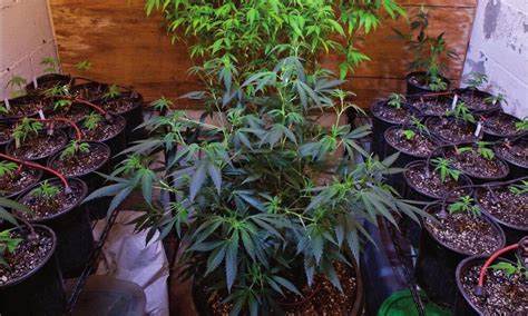 Quick easy guide to marijuana growing. - Mcgraw hill solution manual business finance.