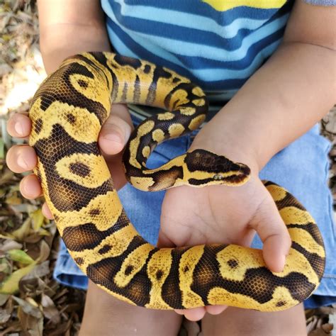 Full Download Quick  Easy Ball Python Care By Colette Sutherland