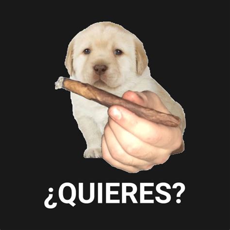 Quieres meme. Things To Know About Quieres meme. 