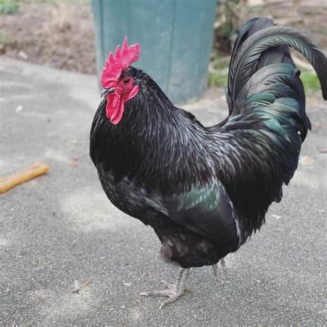 I show you two quiet chicken breeds that are great if you have a small yard with neighbors close to you.Get my chicken book here: https://beckyshomestead.com...